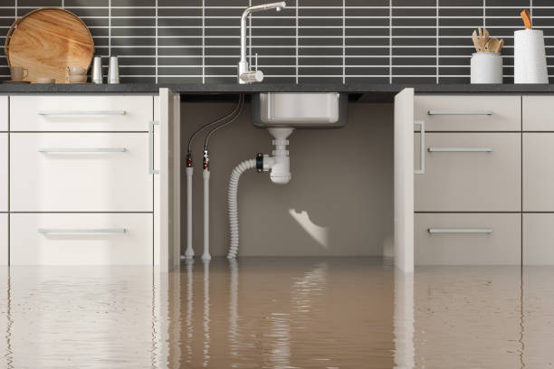 Best Mold removal after water damage  in Porcupine, SD