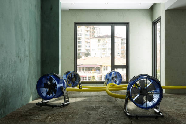 Best Mold removal after water damage  in Porcupine, SD